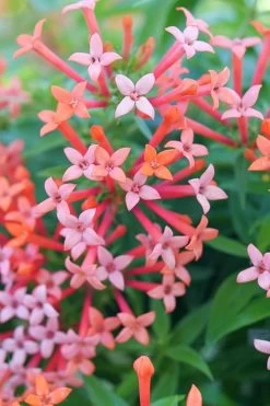Estrellita Little Star Firecracker Bush (Bouvardia) - 3 Pack Of Quart Pots -Garden & Outdoor Sale Shop bouvardia estrellita little star firecracker bush 2