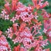 Estrellita Little Star Firecracker Bush (Bouvardia) - 3 Pack Of Quart Pots -Garden & Outdoor Sale Shop bouvardia estrellita little star firecracker bush 3