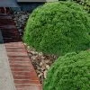 Justin Brouwers Dwarf Boxwood - 6 Pack Of 1 Gallon Pots -Garden & Outdoor Sale Shop boxwood justin brouwer 21 1