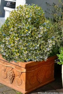 Sunburst Variegated Korean Boxwood - 1 Gallon Pot -Garden & Outdoor Sale Shop boxwood sunburst golden 11