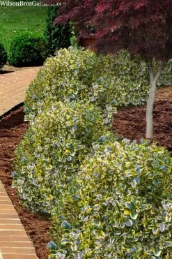 Sunburst Variegated Korean Boxwood - 1 Gallon Pot -Garden & Outdoor Sale Shop boxwood sunburst golden 4