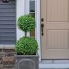 Common Boxwood 2-Ball Poodle Tier Topiary (Buxus Sempervirens) - 3 Gallon Pot (Short) -Garden & Outdoor Sale Shop boxwood two ball poodle tier 3