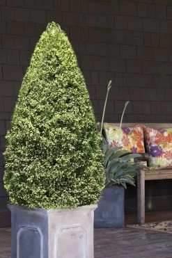 Variegated Boxwood (Buxus Sempervirens 'Aureovariegata') - 2 Gallon Pot -Garden & Outdoor Sale Shop boxwood variegated cone 2