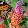 BiColor Butterfly Bush (Buddleia X Weyeriana) - 1 Gallon Pot