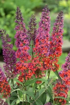 BiColor Butterfly Bush (Buddleia X Weyeriana) - 1 Gallon Pot -Garden & Outdoor Sale Shop butterfly bush bicolor 3