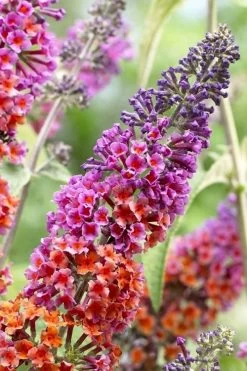 BiColor Butterfly Bush (Buddleia X Weyeriana) - 1 Gallon Pot -Garden & Outdoor Sale Shop butterfly bush bicolor 5