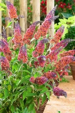 BiColor Butterfly Bush (Buddleia X Weyeriana) - 1 Gallon Pot -Garden & Outdoor Sale Shop butterfly bush bicolor 6