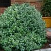Gordo Boxwood - 6 Pack Of 1 Gallon Pots -Garden & Outdoor Sale Shop buxus gordo boxwood 1 2