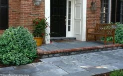 Gordo Boxwood - 5 Pack Of Quart Pots -Garden & Outdoor Sale Shop buxus gordo boxwood 2 1