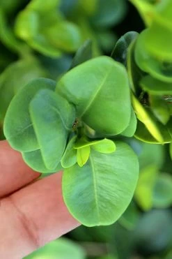 Gordo Boxwood - 6 Pack Of 1 Gallon Pots -Garden & Outdoor Sale Shop buxus gordo boxwood 3 2