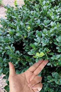 Gordo Boxwood - 1 Gallon Pot 13 Gordo Boxwood - 1 Gallon Pot -Garden & Outdoor Sale Shop buxus gordo boxwood 4
