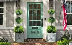 Green Mountain Boxwood 3-Ball Poodle Tier Topiary - 6 Gallon Pot 9 Green Mountain Boxwood 3-Ball Poodle Tier Topiary - 6 Gallon Pot -Garden & Outdoor Sale Shop buxus green mountain 3 ball topiary 20