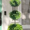 Green Mountain Boxwood 3-Ball Poodle Tier Topiary - 6 Gallon Pot -Garden & Outdoor Sale Shop buxus green mountain 3 ball topiary 21