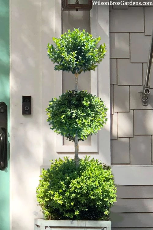 Green Mountain Boxwood 3-Ball Poodle Tier Topiary - 6 Gallon Pot 3 Green Mountain Boxwood 3-Ball Poodle Tier Topiary - 6 Gallon Pot