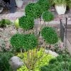 Green Mountain Boxwood Pom Pom Topiary - 7 Gallon Pot -Garden & Outdoor Sale Shop buxus green mountain boxwood pom pom topiary 2