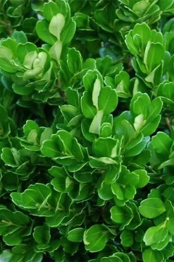Richard Boxwood (Buxus Harlandii) - 3 Gallon Pot -Garden & Outdoor Sale Shop buxus harlandii richard dwarf boxwood 2