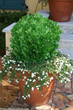 Richard Boxwood (Buxus Harlandii) - 3 Gallon Pot -Garden & Outdoor Sale Shop buxus harlandii richard dwarf boxwood 4
