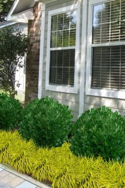 Richard Boxwood (Buxus Harlandii) - 3 Gallon Pot -Garden & Outdoor Sale Shop buxus harlandii richard dwarf boxwood 5