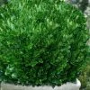 Richard Boxwood (Buxus Harlandii) - 3 Gallon Pot -Garden & Outdoor Sale Shop buxus harlandii richard dwarf boxwood 6