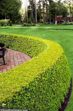 Golden Triumph Variegated Dwarf Boxwood - 3 Gallon Pot -Garden & Outdoor Sale Shop buxus microphylla golden triumph boxwood hedge 2