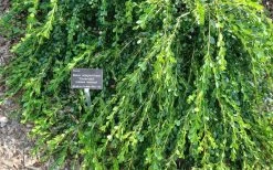 Unraveled Weeping Boxwood - 3 Gallon Pot -Garden & Outdoor Sale Shop buxus microphylla japonica unraveled boxwood 4