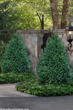 Garden & Outdoor Sale Shop 18 John Baldwin Boxwood - 1 Gallon Pot