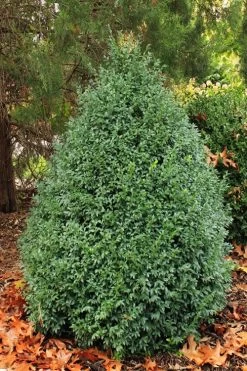 John Baldwin Pyramidal Boxwood - 3 Gallon Pot -Garden & Outdoor Sale Shop buxus microphylla john baldwin boxwood 6 1