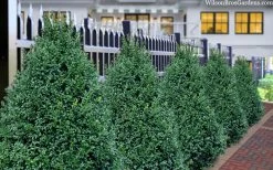 John Baldwin Boxwood - 1 Gallon Pot -Garden & Outdoor Sale Shop buxus microphylla john baldwin boxwood 8