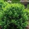Little Missy Dwarf Boxwood - 1 Gallon Pot -Garden & Outdoor Sale Shop buxus microphylla little missy dwarf boxwood 1 1
