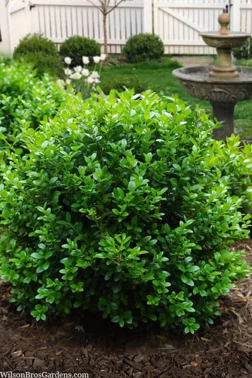 Little Missy Dwarf Boxwood - 5 Pack Of Quart Pots 3 Little Missy Dwarf Boxwood - 5 Pack Of Quart Pots