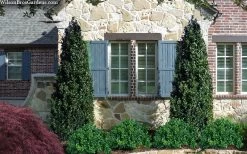 Arctic Emerald Columnar Boxwood - 6 Pack Of 1 Gallon Pots -Garden & Outdoor Sale Shop buxus sempervirens arctic emerald boxwood 103