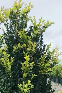 Arctic Emerald Columnar Boxwood - 6 Pack Of 1 Gallon Pots -Garden & Outdoor Sale Shop buxus sempervirens arctic emerald boxwood 12