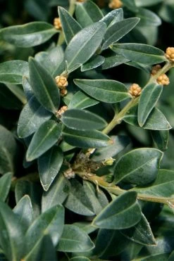 Arctic Emerald Columnar Boxwood - 1 Gallon Pot -Garden & Outdoor Sale Shop buxus sempervirens arctic emerald boxwood 16 1