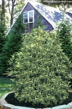 Golden Weeping Boxwood (Buxus Sempervirens 'Aurea Pendula') - 1 Gallon Pot 10 Golden Weeping Boxwood (Buxus Sempervirens 'Aurea Pendula') - 1 Gallon Pot -Garden & Outdoor Sale Shop buxus sempervirens aurea pendula variegated weeping boxwood 3