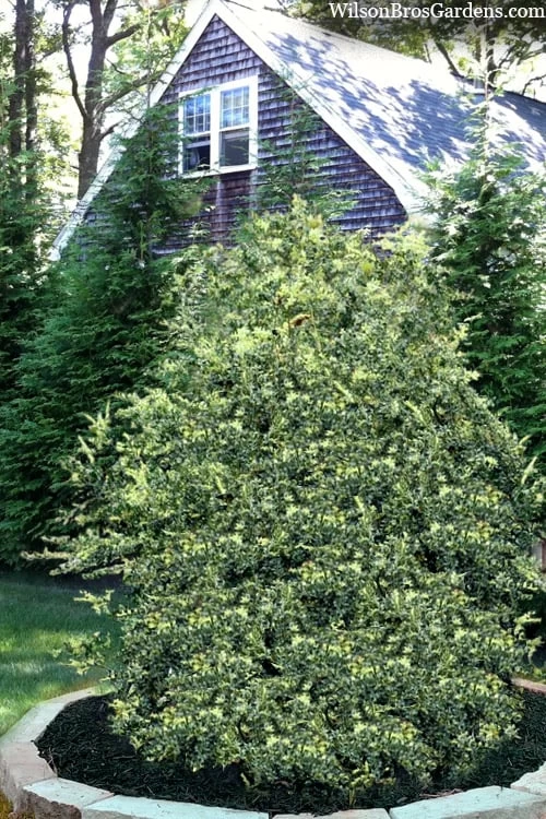 Golden Weeping Boxwood (Buxus Sempervirens 'Aurea Pendula') - 1 Gallon Pot 6 Golden Weeping Boxwood (Buxus Sempervirens 'Aurea Pendula') - 1 Gallon Pot - Image 4