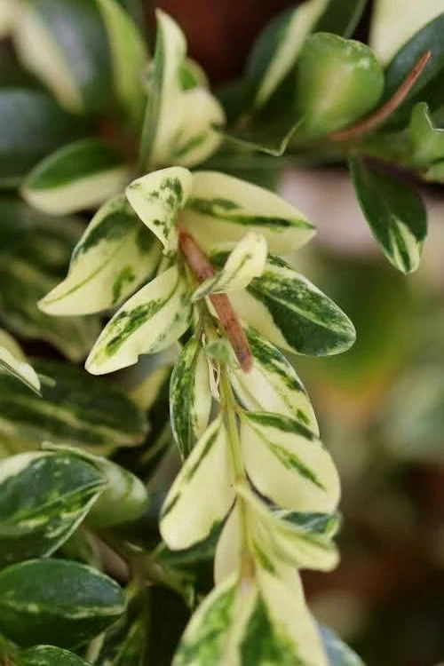 Golden Weeping Boxwood (Buxus Sempervirens 'Aurea Pendula') - 1 Gallon Pot 3 Golden Weeping Boxwood (Buxus Sempervirens 'Aurea Pendula') - 1 Gallon Pot