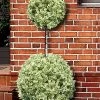 Variegated Boxwood 2-Ball Poodle Tier Topiary - 5 Gallon Pot -Garden & Outdoor Sale Shop buxus sempervirens aureovariegata boxwood 2 ball poodle tier 7