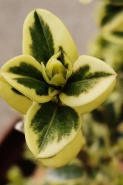 Variegated Boxwood (Buxus Sempervirens 'Aureovariegata') - 2 Gallon Pot - SALE -Garden & Outdoor Sale Shop buxus sempervirens aureovariegata variegated boxwood 1 2