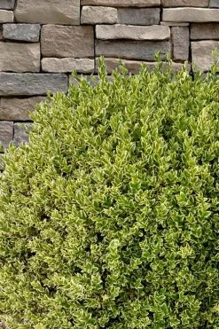 Variegated Boxwood (Buxus Sempervirens 'Aureovariegata') - 2 Gallon Pot - SALE -Garden & Outdoor Sale Shop buxus sempervirens aureovariegata variegated boxwood 10 1
