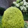 Variegated Boxwood (Buxus Sempervirens 'Aureovariegata') - 2 Gallon Pot - SALE -Garden & Outdoor Sale Shop buxus sempervirens aureovariegata variegated boxwood 5 1