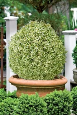 Elegans Variegated Boxwood - Buxus Sempervirens 'Elegantissima' - 2 Gallon Pot -Garden & Outdoor Sale Shop buxus sempervirens elegantissima variegated boxwood 101 2