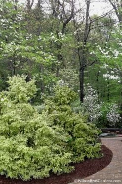 Elegans Variegated Boxwood - Buxus Sempervirens 'Elegantissima' - 6 Pack Of 1 Gallon Pots -Garden & Outdoor Sale Shop buxus sempervirens elegantissima variegated boxwood 102 3