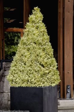 Elegans Variegated Boxwood - Buxus Sempervirens 'Elegantissima' - 1 Gallon Pot -Garden & Outdoor Sale Shop buxus sempervirens elegantissima variegated boxwood 105 1