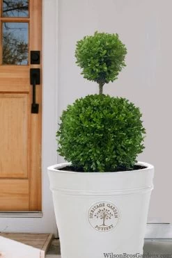 Dwarf English Boxwood Two-Ball Poodle Tier Topiary - 3 Gallon Pot -Garden & Outdoor Sale Shop buxus sempervirens suffriticosa standard two ball topiary boxwood 5