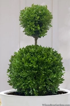 Dwarf English Boxwood Two-Ball Poodle Tier Topiary - 3 Gallon Pot -Garden & Outdoor Sale Shop buxus sempervirens suffruticosa standard two ball topiary boxwood 10