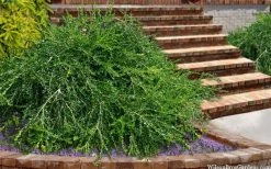 Unraveled Weeping Boxwood - 3 Gallon Pot -Garden & Outdoor Sale Shop buxus sempervirens unraveled weeping boxwood 15