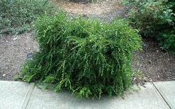 Unraveled Weeping Boxwood - 3 Gallon Pot -Garden & Outdoor Sale Shop buxus sempervirens unraveled weeping boxwood 7