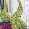 Variegated Boxwood Spiral Topiary - 7 Gallon Pot -Garden & Outdoor Sale Shop buxus sempervirens variegata boxwood spiral topiary 2