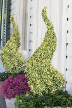 Garden & Outdoor Sale Shop 16 Variegated Boxwood Spiral Topiary - 7 Gallon Pot