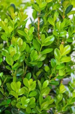 Winterstar Boxwood - 1 Gallon Pot -Garden & Outdoor Sale Shop buxus winterstar boxwood 1 1